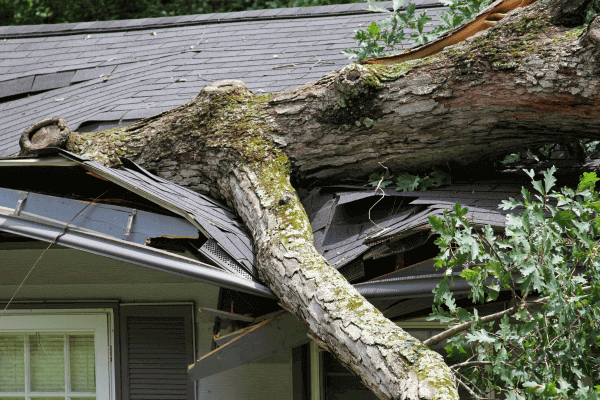 tree on roof storm damage restoration